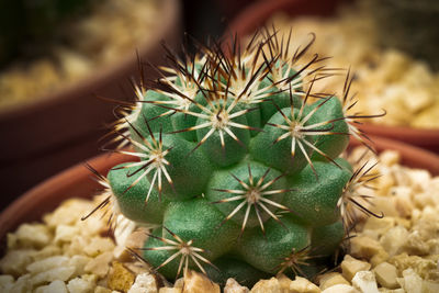 High angle view of succulent plant