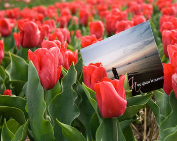 Close-up of red flowers