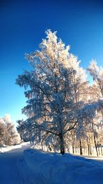 Snow covered trees against clear blue sky