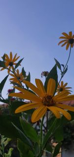 Close-up of flowering plant against clear sky