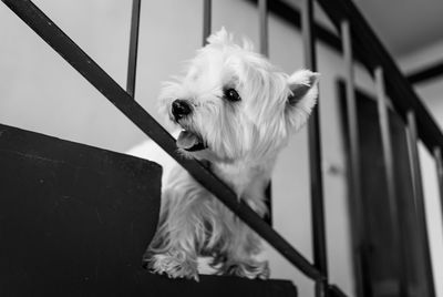 Low angle view of dog looking away while sitting on steps