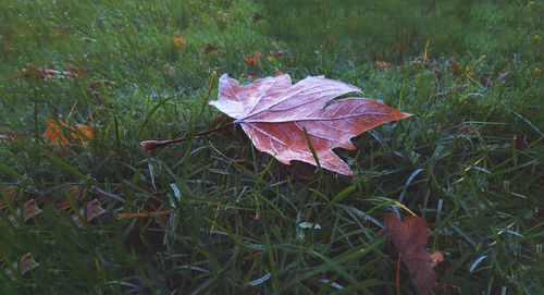Close-up of autumn leaf on field