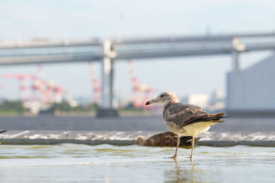 Seagull perching on a bird