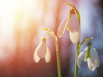 Close-up of raindrops on flower buds