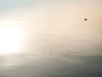 High angle view of birds flying over lake