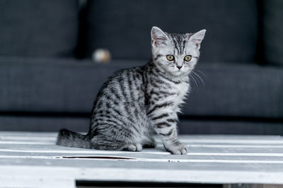 Portrait of british shorthair kitten sitting on table