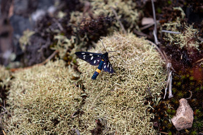 High angle view of butterfly on field