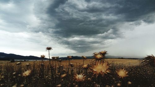 Close-up of flowers growing in field against sky