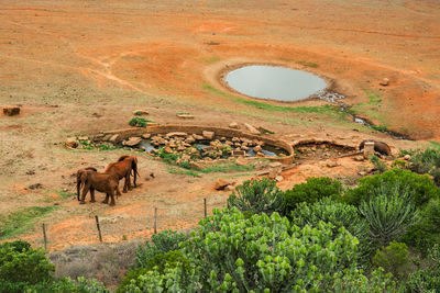 Aerial view of african elephants at a watering hole at tsavo east national park in kenya