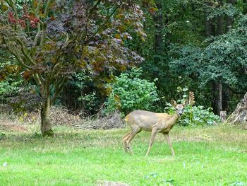 Deer in a field