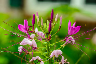 Close-up of pink flowering plant