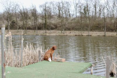 Side view of horse sitting on lake