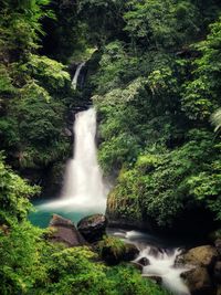 Scenic view of waterfall in forest