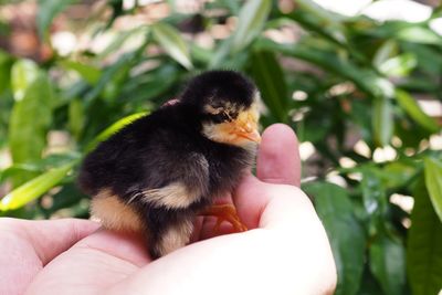 Close-up of a hand holding a bird