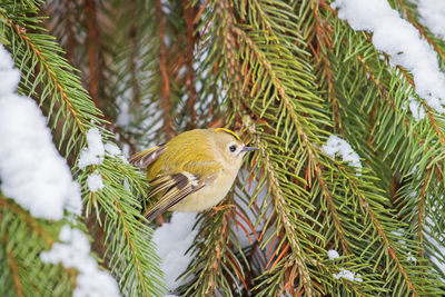 Close-up of bird perching on pine tree