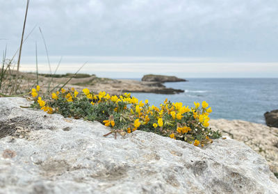 Yellow flowers on rock by sea against sky
