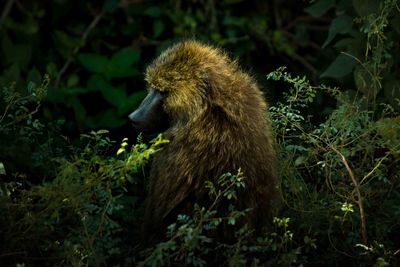 High angle view of monkey sitting on tree