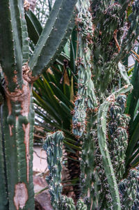 Close-up of succulent plants during winter