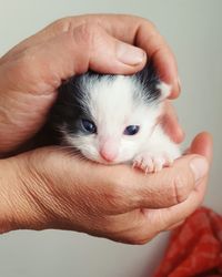 Close-up of hands holding kitten