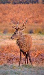 Animal grazing on field