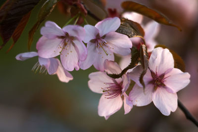 Close-up of pink cherry blossoms in spring