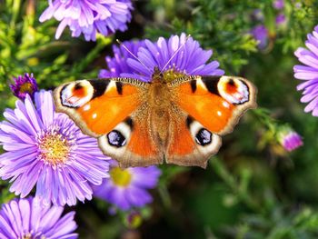 Close-up of butterfly pollinating on purple flower