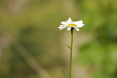 Close-up of white flowers blooming outdoors