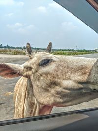 Close-up of a horse