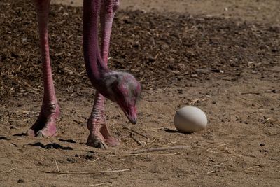 Close-up of bird on field