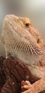 Close-up of a bearded dragon lizard