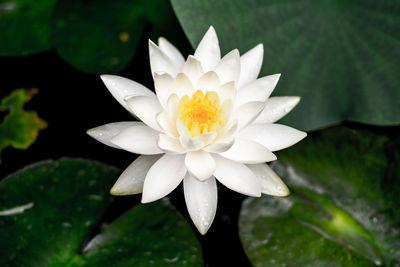 Close-up of white water lily