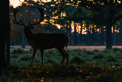 Horse on field in forest