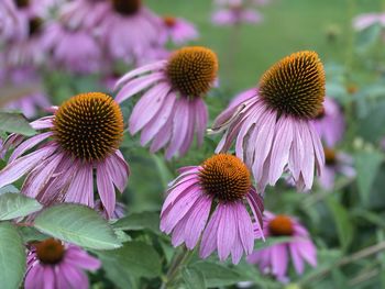 Close-up of pink flowering plant echinacea