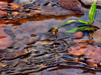 Pond in pond