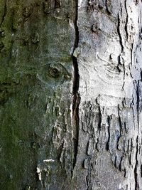 Full frame shot of tree trunk