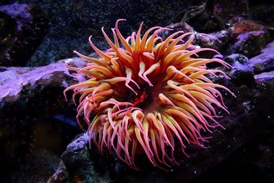 Close-up of coral in sea