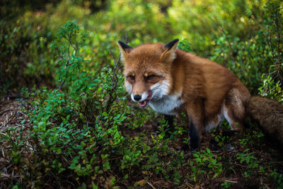 Portrait of cat standing on field in forest