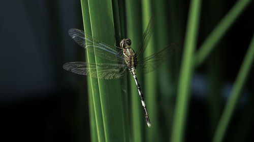 Close-up of damselfly on grass