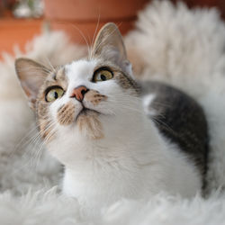 Close-up portrait of a cat