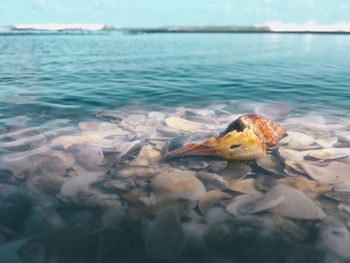 View of fish swimming in sea