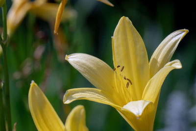 Close-up of yellow lily