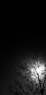 Silhouette bare tree against sky at night