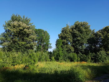 Trees in forest against clear blue sky