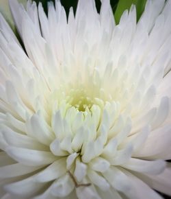 Close-up of white flowers