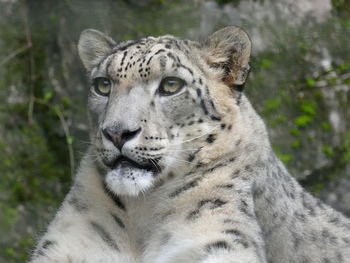 Close-up portrait of a cat