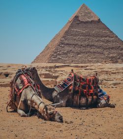 Camel  and pyramid on sand at desert against clear sky