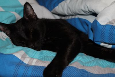 Close-up of cat relaxing on bed