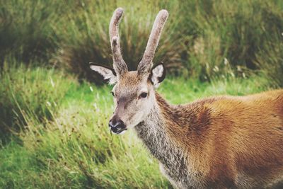 Portrait of deer on field