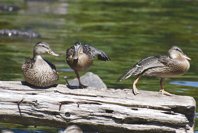 Close-up of birds in lake