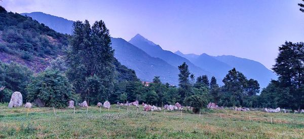 Scenic view of trees on field against sky